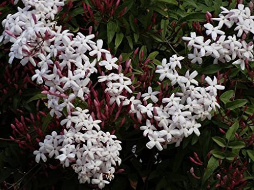 2 Piante di GELSOMINO POLIANTA rampicante OFFICINALIS SICILIANO profumato VASO 18 cm AMDGarden