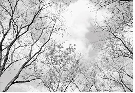 WallArena - Vlies Fototapete Baumkronen Wald schwarz weiß Baum Himmel 200x140 cm - Fototapeten - Tapeten - für Wohnzimmer Schlafzimmer - Vliestapete Wandtapete Tapete 3D Effekt- inkl. Kleister