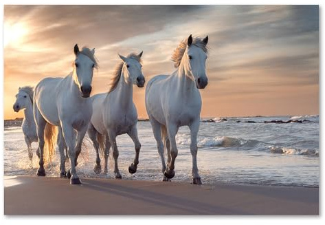Postereck - 3510 - Pferde, Herde Natur Tier Meer Strand Weiss - Wandposter Fotoposter Bilder Wandbild Wandbilder - Leinwand - 40,0 cm x 30,0 cm