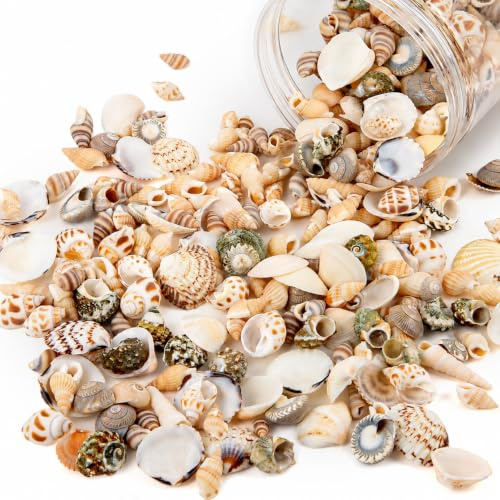 FAYAHAR 200 Stück Muscheln Deko, Natürliche Muscheln Zum Basteln, Meeresschnecken, Seesterne, Gemischt Muschel Deko, für Armbänder Vase Füllstoffe Party Hochzeit Dekor DIY