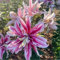 (YGHESFDE) Lilium zwiebeln - Lilien zwiebeln winterhart mehrjährig mix - Orientalische Lilienzwiebeln - Seltene Lilienknollen-6zwiebeln-I