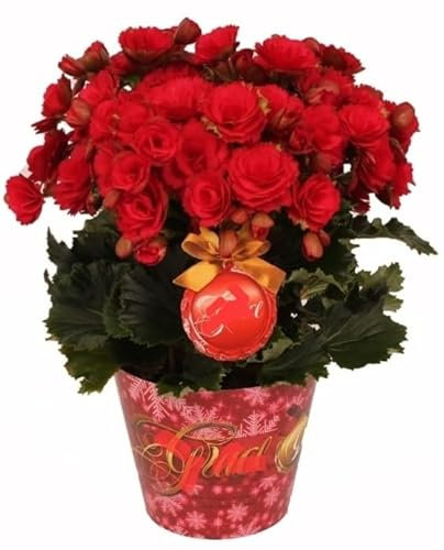 POWERS TO FLOWERS - BEGONIA ROSSA GRACE, VASO 14 CM, BEGONIA DI NATALE, pianta vera