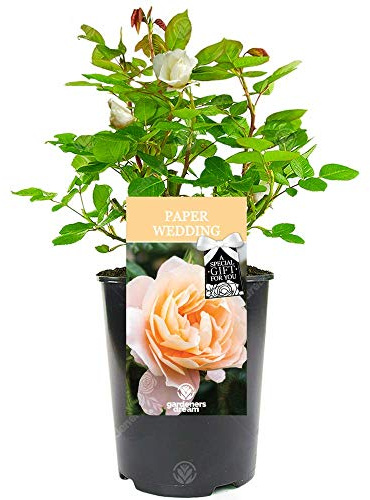 Paper Wedding Rose - 1st Wedding Anniversary - Help Celebrate a Special Couple's Paper Anniversary with a Unique Living Plant Gift