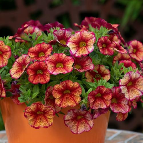 Calibrachoa 'Can-Can Oriental'. Plug Plant x 4. Summer Bedding Flowers for Hanging Baskets. Million Bells. Available from Bedwen Plants