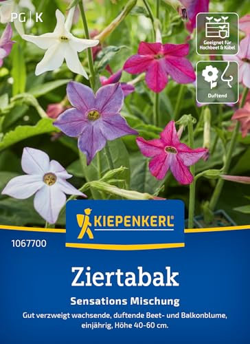 Kiepenkerl Ziertabaksamen Sensations Mischung 1067700 - gut verzweigt - duftend - einjährig - Beet- und Balkonblume - Saatgut, Blumensamen, Pflanzen