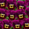 Helza Stiefmütterchen Twix Purple and Gold, Lila und Gold, Holländische Veilchen, 200 stück, Blumensamen für Garten und Balkon, Pflanzensamen, Saatgut von Kulturpflanzen