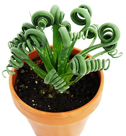 50 Albuca Spiralis samen steingartenpflanzen winterhart pflanzen geschenk kletterpflanzen winterhart schnellwachsend hauswurz winterhart