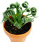50 Albuca Spiralis samen steingartenpflanzen winterhart pflanzen geschenk kletterpflanzen winterhart schnellwachsend hauswurz winterhart