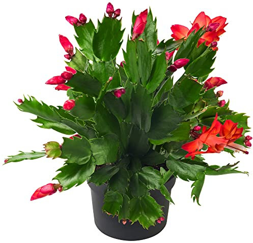 Christmas Cactus Plants, Red 'Caribbean Dancer', 1 x Large Plant in a 15cm Pot, Indoor Plants, Cactus, Premium Quality Houseplants