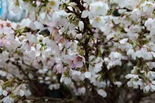 Prunus incisa 'Kojou-no-mai' - Geschlitzte Kirsche 25-30 cm - Container