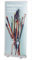 MultiBrands® Rollup Display Classic - JETZT SELBST GESTALTEN - mit eigenem Wunschmotiv, individuell Bedruckt, problemlos online editiert ohne Umwege, Farbe: Silber (80 x 200 cm)