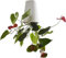 BLOSSOMLIFE Indoor Upside Down Planter Hanging Planters Plant Hanger Hanging Pots Plant Holder Hanging Baskets for Plants Home Decor (White)