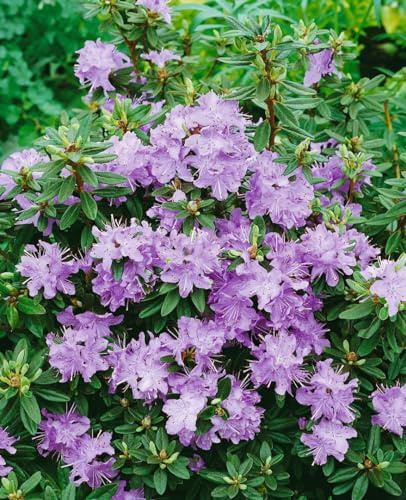 Zwerg-Rhododendron impeditum Blumiria 11x11 cm Topf winterhart | Kompakter Wuchs, ideal für Terrasse und Balkon, halbschattiger Standort, pflegeleicht, dekorative Blüte, robust