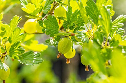 Gelbe, Rote oder Grüne Stachelbeere Beerenobst Gartenpflanze Ribes uva-crispa als Busch ca. 40-60cm (grün)