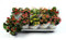 Pack de 10 Kalanchoe Plantas de Interior Naturales con Flores Mix Colores Surtidos