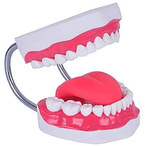 HDGRNCC Anatomische Modelle Der Zähne, Zahnarzt, Der Mundhygiene-Modell Lehrt, Standard-Zähne-Modell Dental Für Die Unterrichtspraxis Demonstration Zahnseide-Modell Für Erwachsene