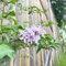 150 pcs flieder pflanzen winterhart samen stauden winterhart mehrjährig balkonpflanzen kübelpflanzen winterhart wildblumensamen topfpflanzen gewächshaus balkon winterharte kübelpflanzen