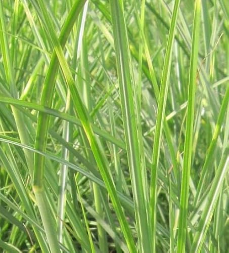 Chinaschilf Pünktchen - Miscanthus sinensis - grün-gelb gestreift