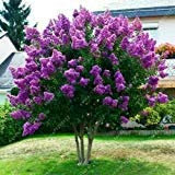 40+ Albero giapponese viola lilla SEMI/HARDY PERENNE FRAGRANT BELLA POTENTE