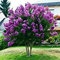 40+ Albero giapponese viola lilla SEMI/HARDY PERENNE FRAGRANT BELLA POTENTE