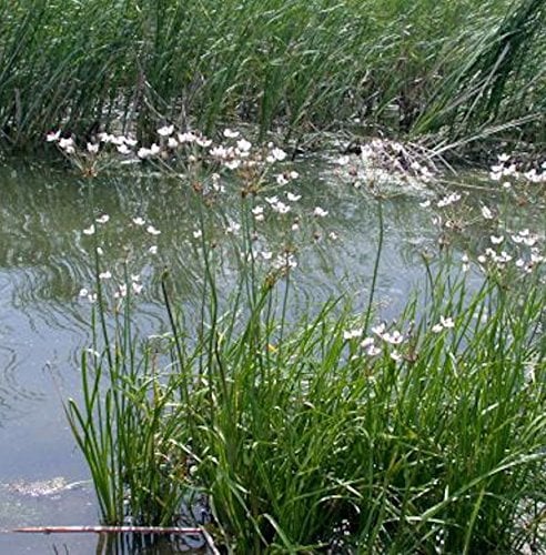 Weisse Blumenbinse - Butomus umbellatus
