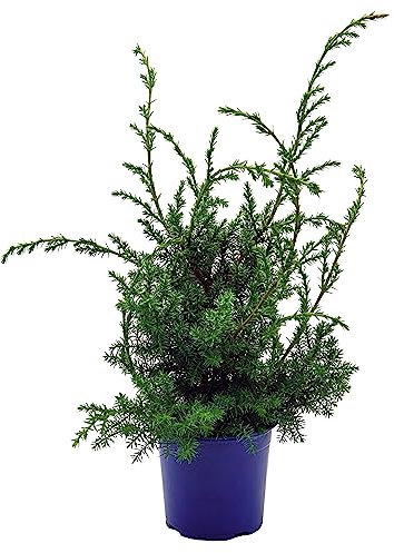 Grill - Wacholder, (Juniperus communis 'Meyer'), bekannter Wacholderstrauch, Pflanzen aus nachhaltigem Anbau (1 Pflanze im 11cm Topf)