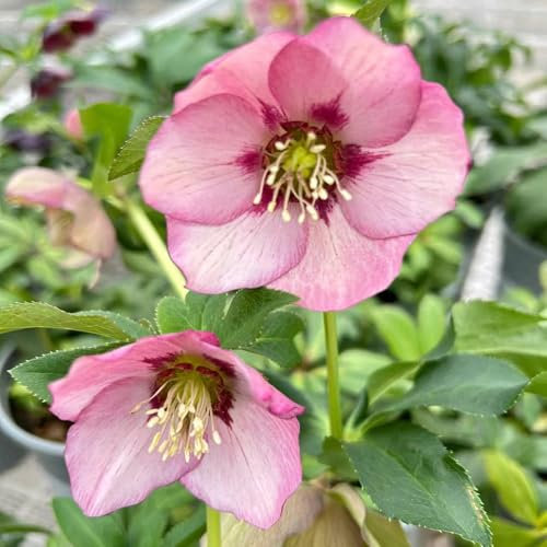 Piante di rosa di Natale resistenti - semi semi prato giardino sul balcone piante resistenti in vaso tetti verdi da giardino roccioso da balcone fiori interno Rosa Natale perenni e 220pcs