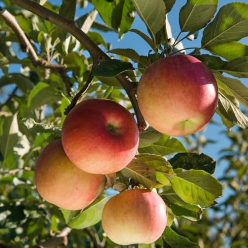 PIANTA DA FRUTTO MELO Compatible with FUJI in vaso 20 età 2/3 anni