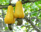 Aamish 5 pezzi di albero di noci di anacardi