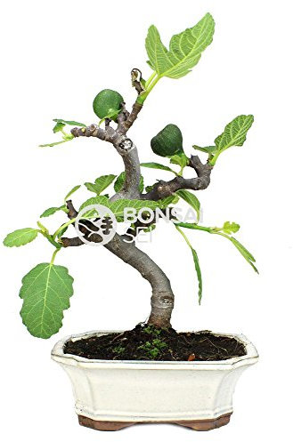 Bonsai - Higuera, 8 Años (Bonsai Sei - Ficus Carica)