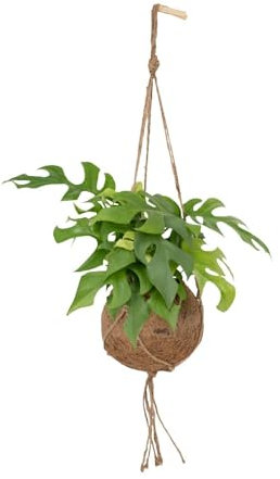 Generic Kokodama Monstera Minima Hang - Lochpflanze - 25cm - Ø15 - Hängepflanze - Innen/Außen - Grün