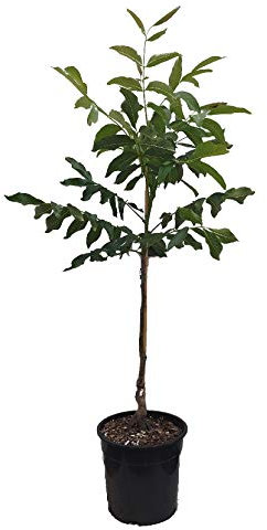 Walnussbaum `Wunder von Monrepos´, Juglans regia, 100-125cm im Topf