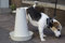 PIPPI Cono Cani WC Cani Vasino Cani Toilette Cani Lettiera Cani Traversine Cani Tappetini Cani Colonna Cani Orinatoio Cani Pisciatoio Cani Maschi Accessori Nuova Generazione Bianco