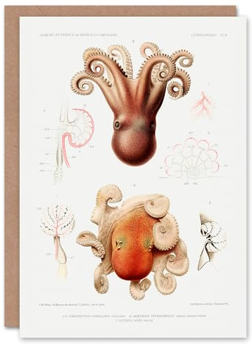 Artery8 Vintage Marine Life Art Card Pygmy Octopus Study Illustration