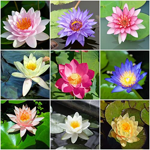 100 Stück Lotus samen lotusblume hydrokultur Seltene Pflanze serie - teichpflanzen winterhart mix pflanzen deko seed gewächshaus balkon pflanzensamen blumendeko dekopflanzen blumen