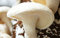 Shiitake Weiß China Pilz (Lentinula edodes) Myzel Spores Spawn Seeds
