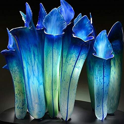100 pcs Pitcher Pflanzensamen hohe Keimung exotisch frisch produzierende fleischfressende Nepenthes-Samen, hochwertige Saat