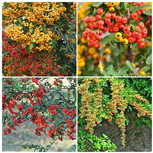 100 pezzi semi di pyracantha coccinea - serie di piante rare - mescolare alberi da frutto colonnari seme albero bonsai seme biologico decorazione soggiorno piante decorative balcone decorazione le