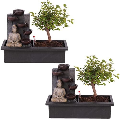 Plant in a Box - Bonsaibaum mit pflegeleichtem Bewässerungssystem - x2 - Buddha - Höhe 25-35cm