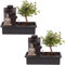 Plant in a Box - Bonsaibaum mit pflegeleichtem Bewässerungssystem - x2 - Buddha - Höhe 25-35cm