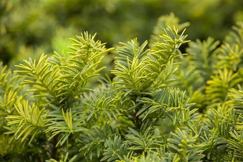 Taxus baccata 'Summergold' 50-60 cm - Gelbe Eibe, immergrün, ideal für Hecken und Rabatten, pflegeleicht, winterhart