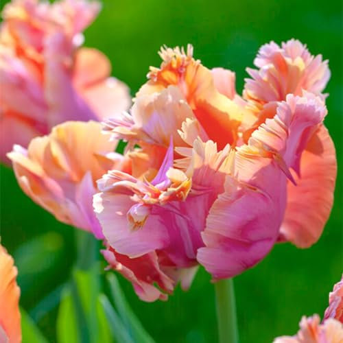 Tulpenzwiebeln, Gartenpflanzen,Gartenbegeisterte, Lilienzwiebeln, AnfäNger, Tulpenzwiebeln Winterhart MehrjäHrig,Papagein Tulpen,Tulpen-25zwiebeln-B