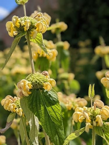 Phlomis russeliana - Turkish Sage Hardy Perennial 1 Pack of 40 Seeds Cottage Prairie Garden Plant