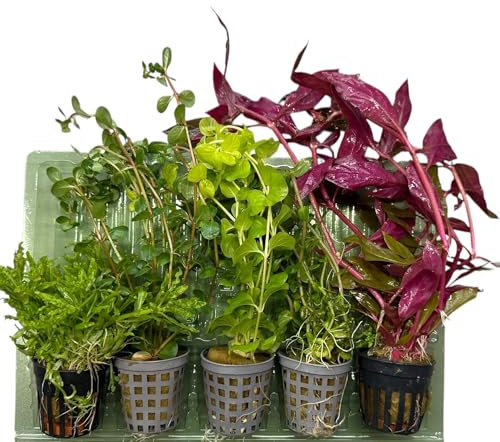 5 Topf Wasserpflanzen Set- Vielfältiges Aquarienpflanzen-Mix-Set mit Vordergrund-, Mittel- und Hintergrundpflanzen – Inklusive 5 verschiedener Topfpflanzen mit Wurzeln – Nachhaltig verpackt