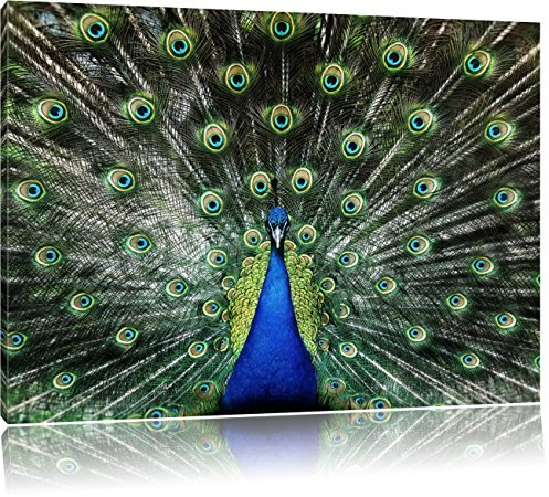 Pixxprint Schöner Pfau mit seinem Gefieder, Größe: 100x70cm, Leinwandbild, fertig gespannt, Wandbild, Dekoration, Kunstdruck, kein Poster