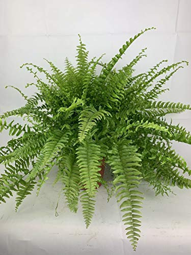 Boston Fern House Office Nephrolepis - Planta grande (17 cm)