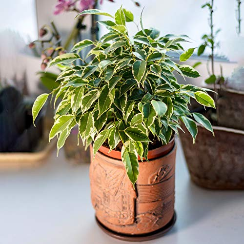 Ficus Starlight | Immergrüne bunte Birken-Feige | Ideale Pflanze für Haus und Büro