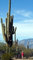 I veri semi di cactus gigante fino a 40ft! Semi Saguaro freschi! Pianta della casa. Albero Cactus