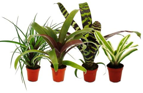 Exotenherz Mini-Bromelien-Set Nature's Touch - 4 Pflanzen mit ausgefallener natürlicher Optik - 5,5cm Topf