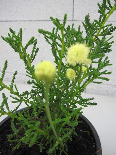 Erika-Zypressenkraut - Santolina ericoides - Kräuterpflanze